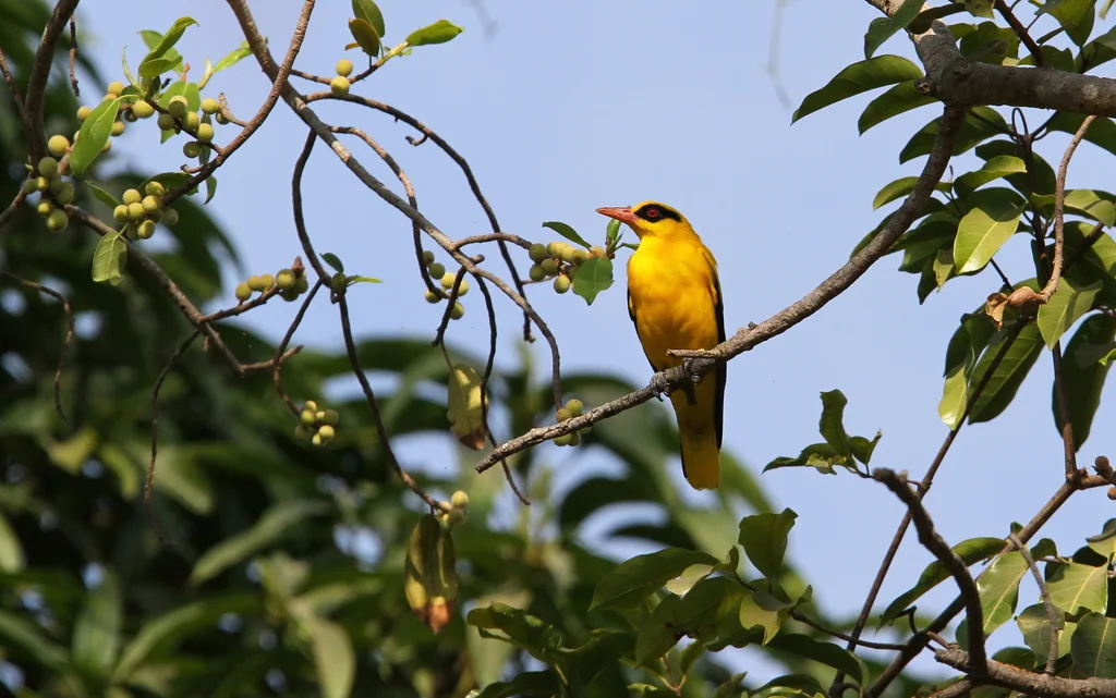 非洲黄鹂(Oriolus auratus)