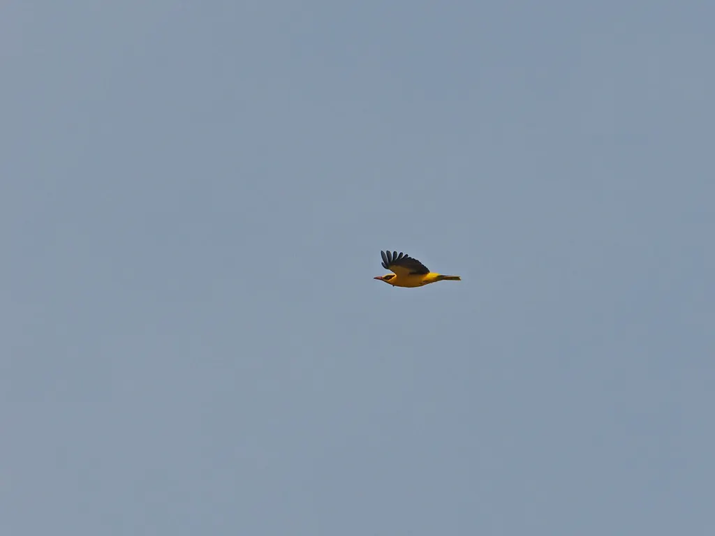 非洲黄鹂(Oriolus auratus)