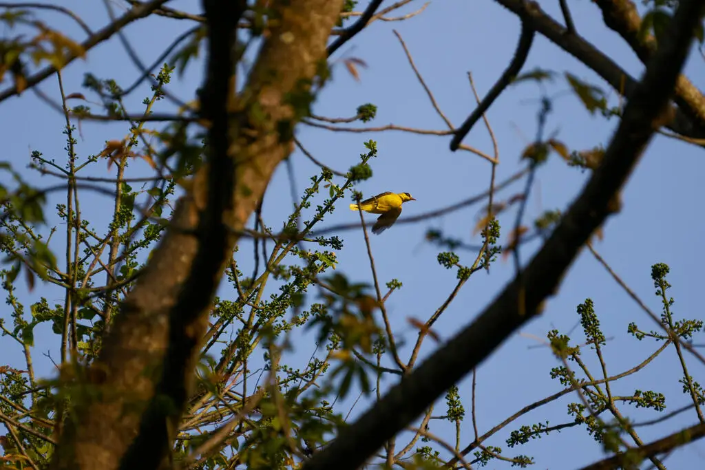 非洲黄鹂(Oriolus auratus)