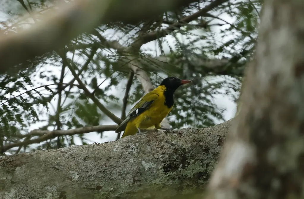 西非黑头黄鹂(Oriolus brachyrynchus)