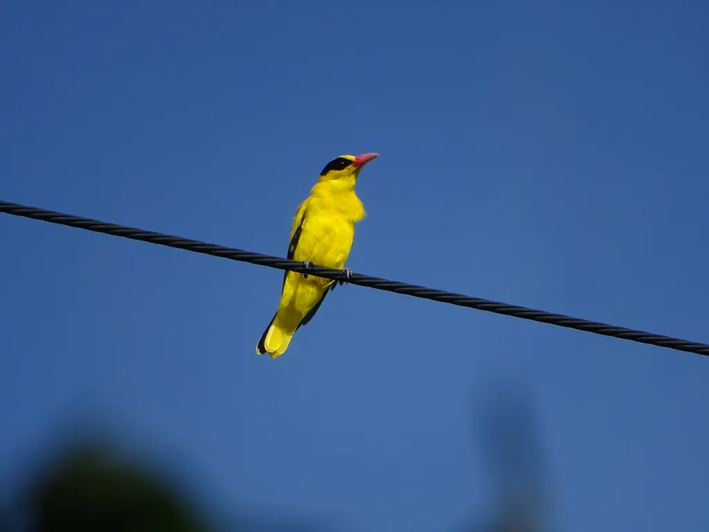 黑枕黄鹂(Oriolus chinensis)