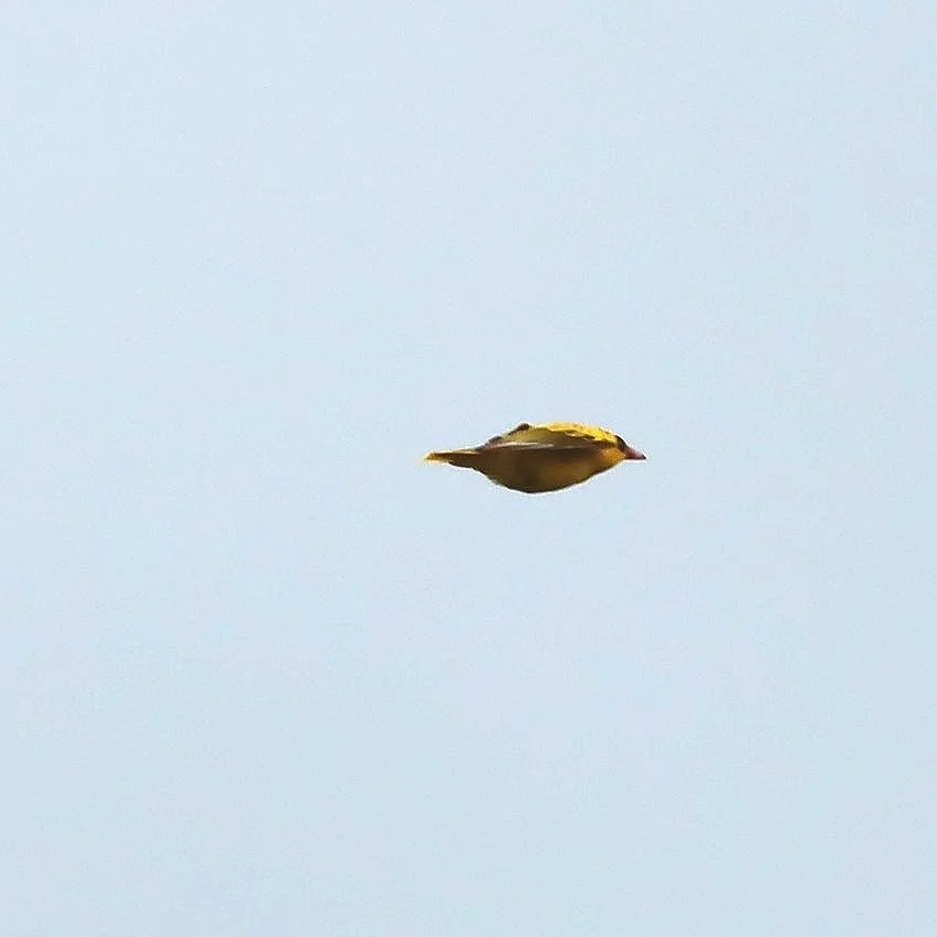 黑枕黄鹂(Oriolus chinensis)