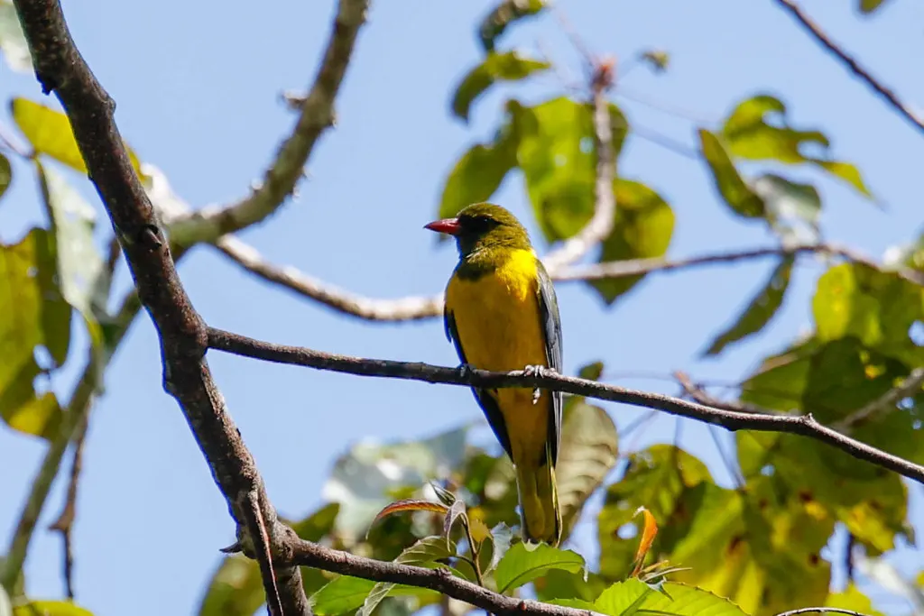 绿头黄鹂（Oriolus chlorocephalus）