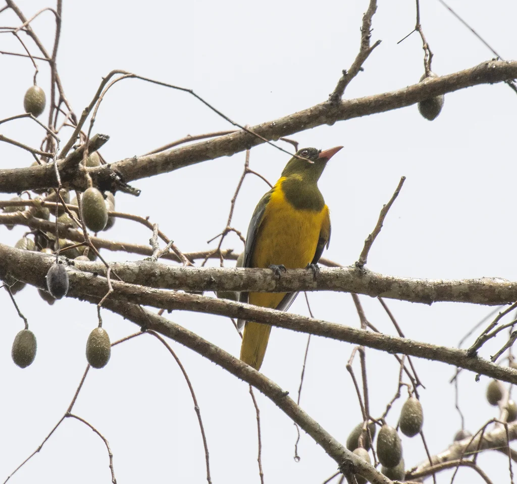 绿头黄鹂（Oriolus chlorocephalus）