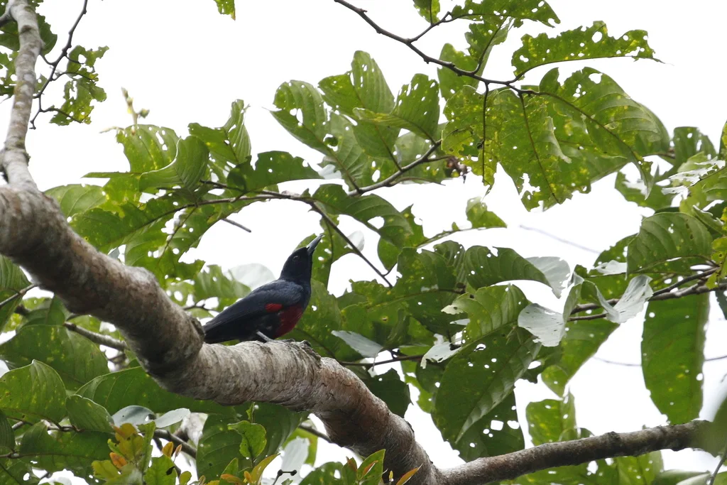 绯胸黄鹂(Oriolus consanguineus)