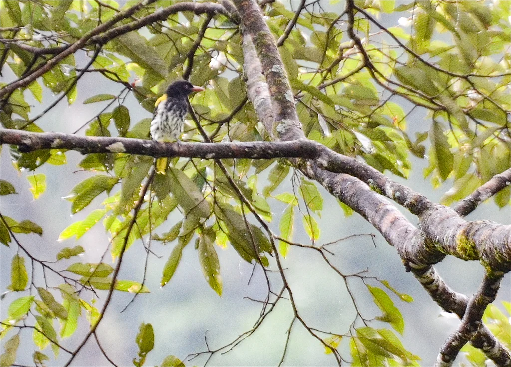 巴拉望黑喉黄鹂(Oriolus consobrinus)