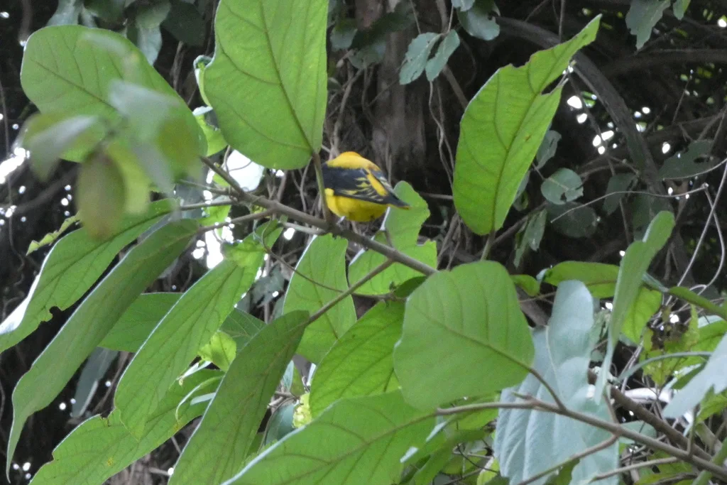 印度金黄鹂(Oriolus kundoo)