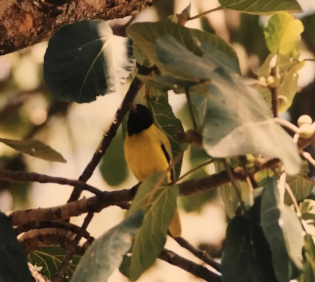 黑头林黄鹂(Oriolus monacha)