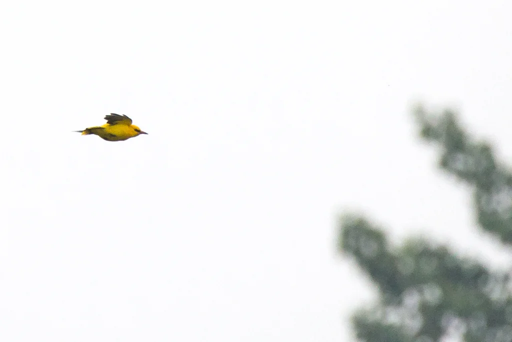 金黄鹂(Oriolus oriolus)
