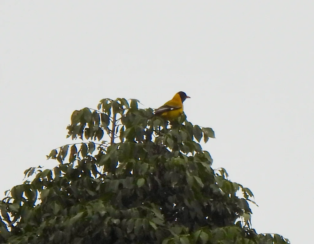 山鹂(Oriolus percivali)