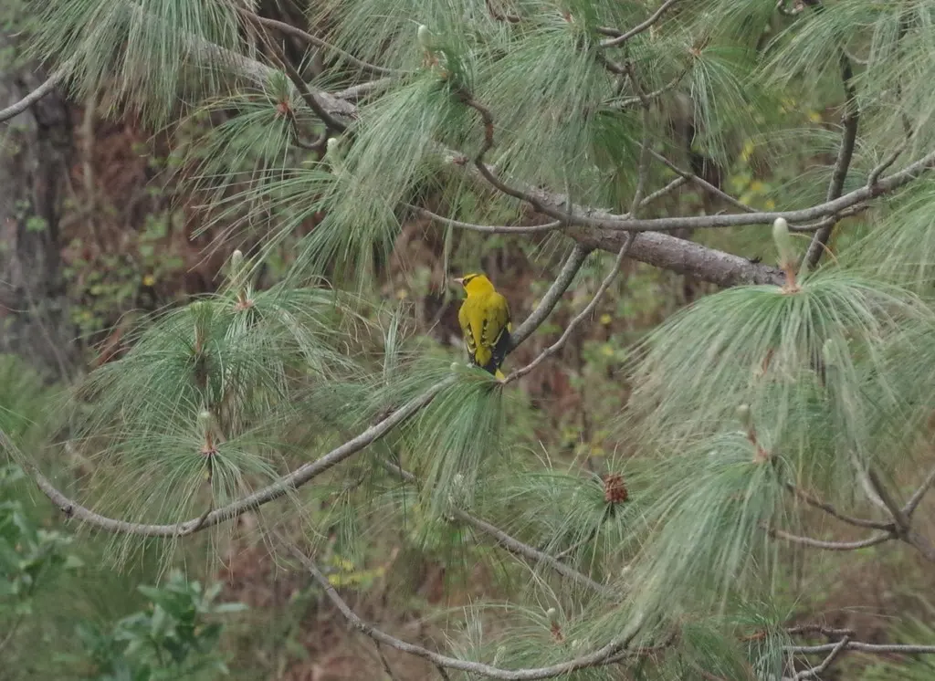 细嘴黄鹂(Oriolus tenuirostris)