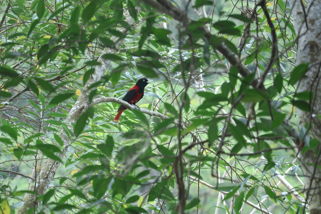 朱鹂(Oriolus traillii)