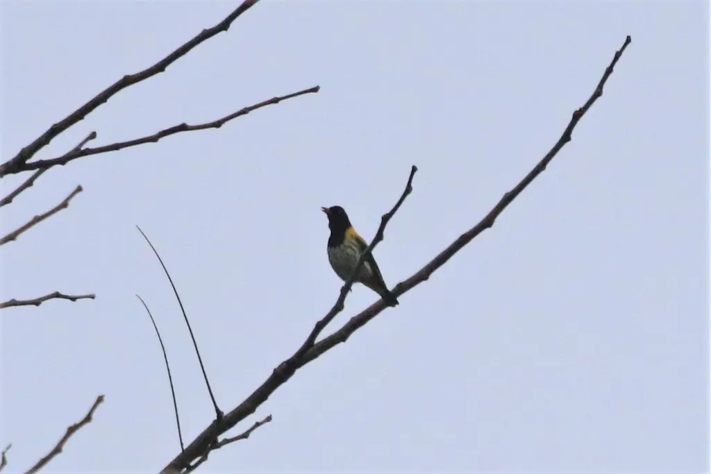 黑喉黄鹂(Oriolus xanthonotus)
