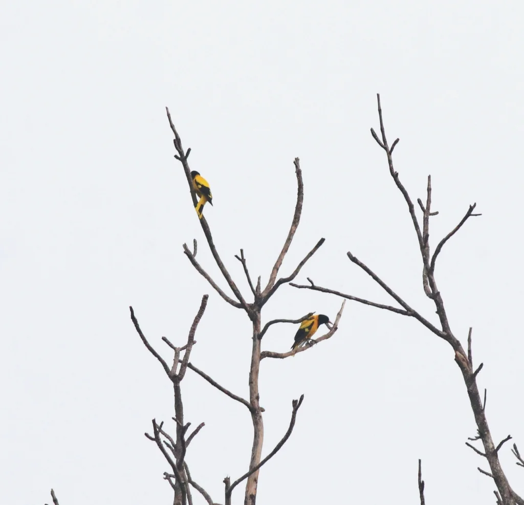 黑头黄鹂(Oriolus xanthornus)
