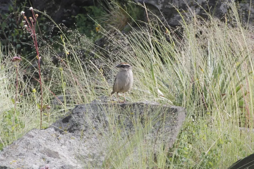 纹雀鹀(Oriturus superciliosus)