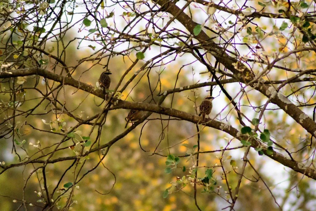 纹雀鹀(Oriturus superciliosus)
