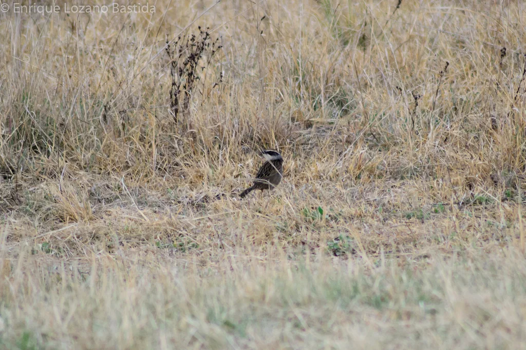 纹雀鹀(Oriturus superciliosus)