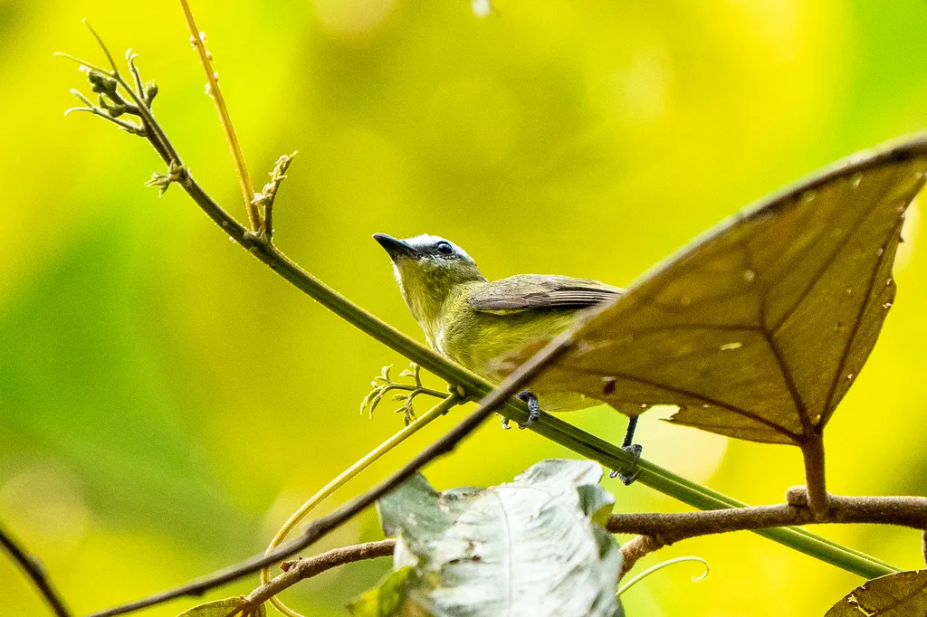褐顶小霸鹟(Ornithion brunneicapillus)