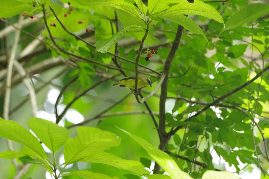 褐顶小霸鹟(Ornithion brunneicapillus)