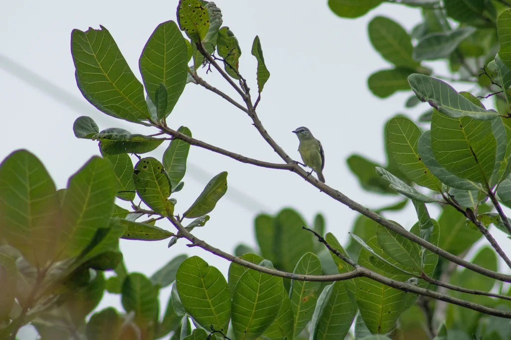 白眼先小霸鹟(Ornithion inerme)