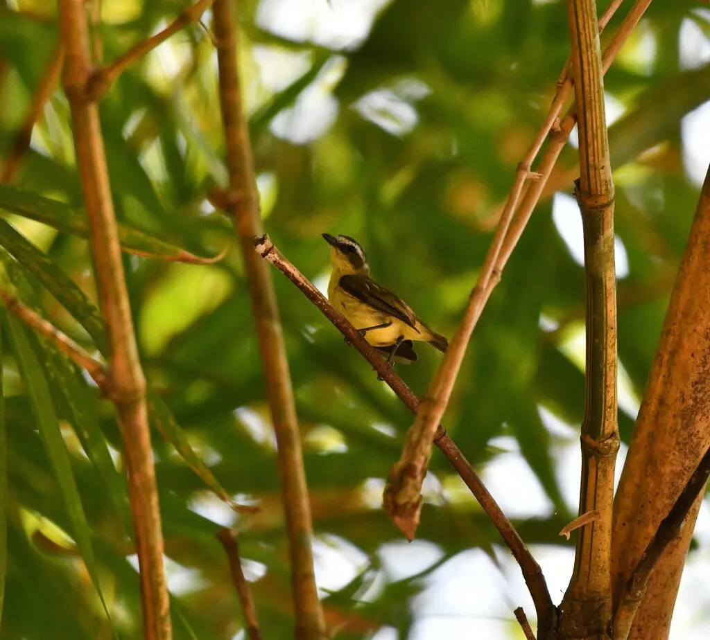 黄腹小霸鹟（Ornithion semiflavum）