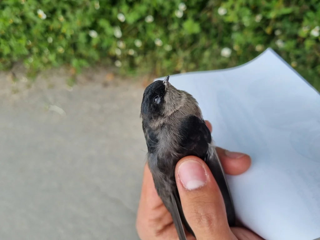 褐腹南美燕(Orochelidon murina)