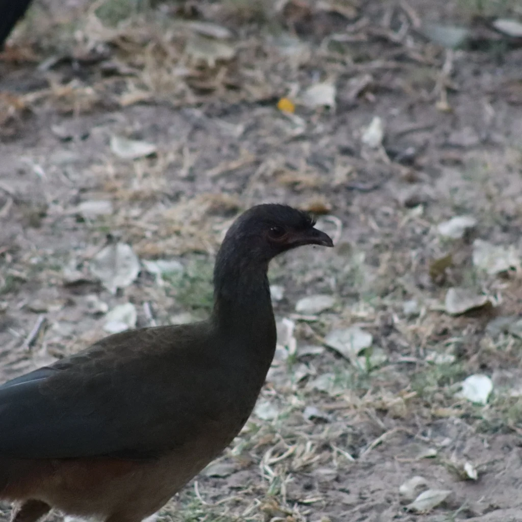 查科小冠雉(Ortalis canicollis)