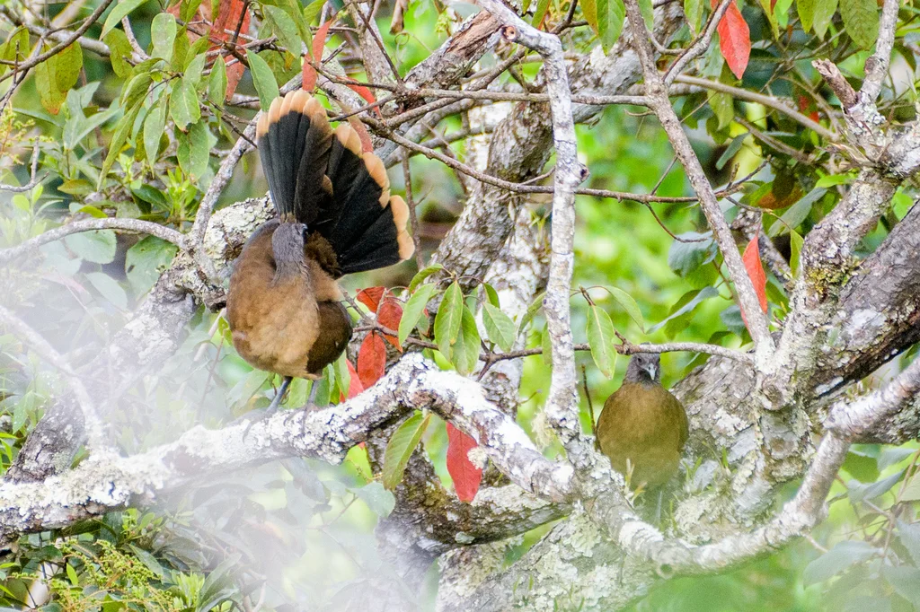 灰头小冠雉(Ortalis cinereiceps)