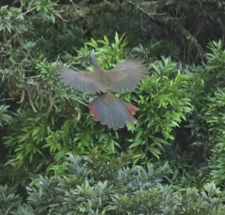 哥伦比亚小冠雉(Ortalis columbiana)
