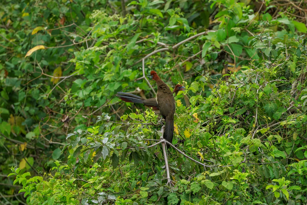 棕头小冠雉（Ortalis erythroptera）