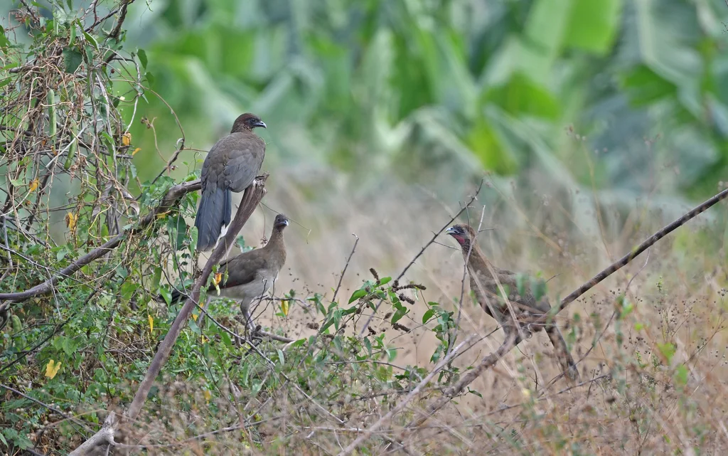 栗翅小冠雉(Ortalis garrula)