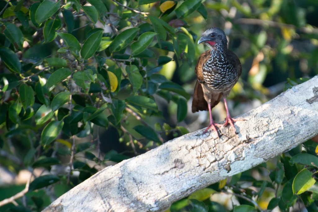 鳞斑小冠雉(Ortalis guttata)
