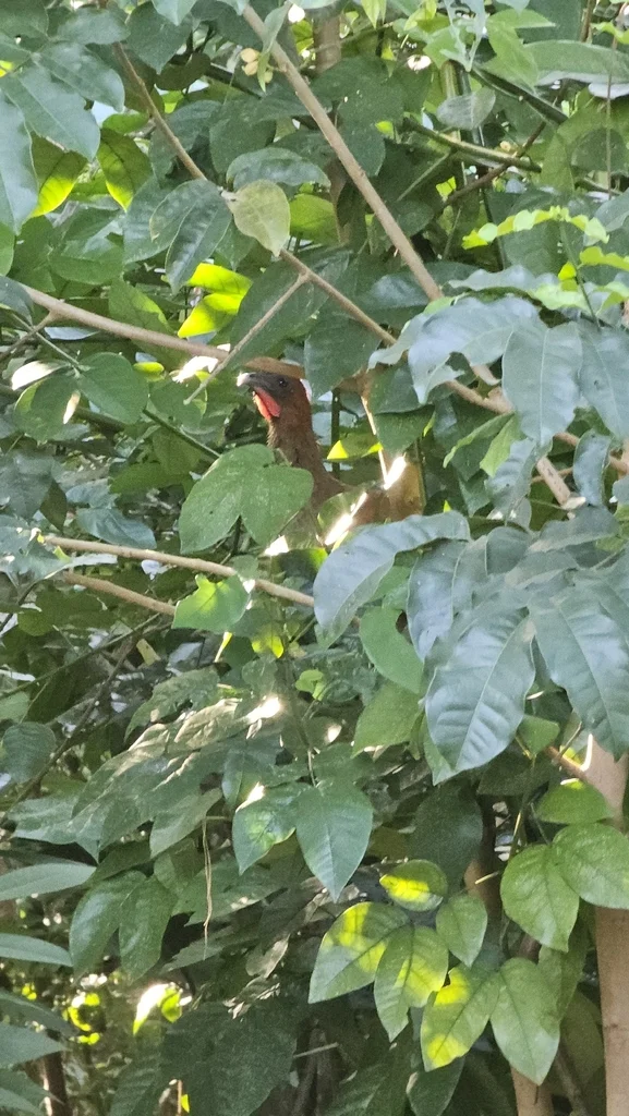 小冠雉(Ortalis motmot)