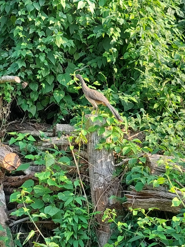 墨西哥小冠雉(Ortalis poliocephala)