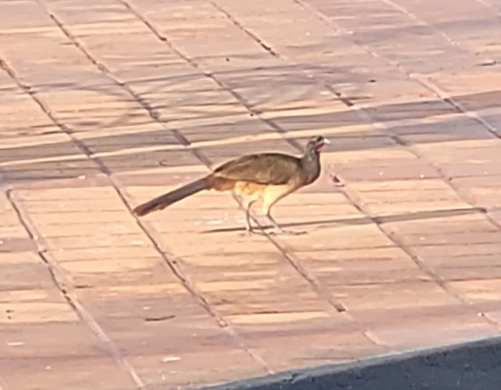 墨西哥小冠雉(Ortalis poliocephala)