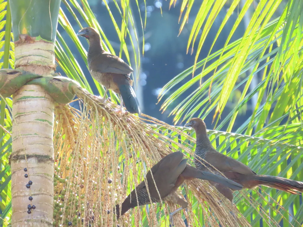 点斑小冠雉(Ortalis squamata)