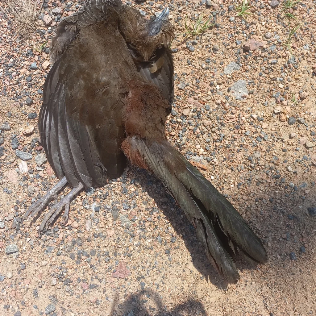 点斑小冠雉(Ortalis squamata)