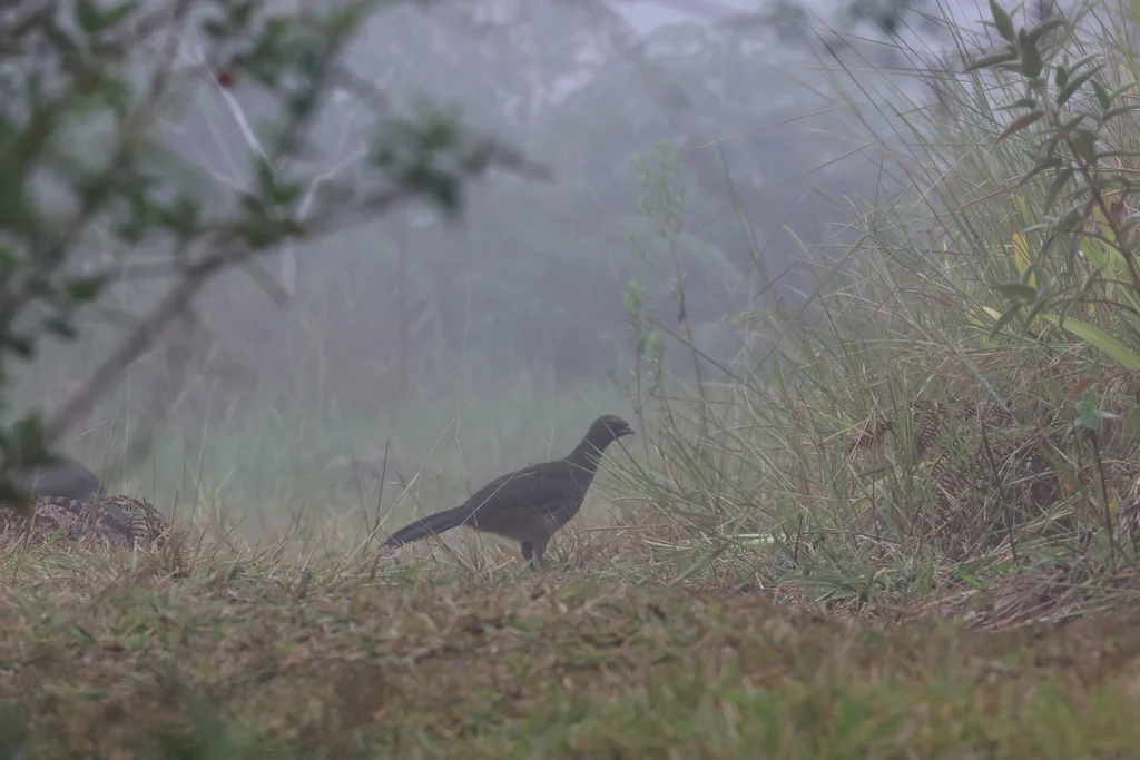 点斑小冠雉(Ortalis squamata)