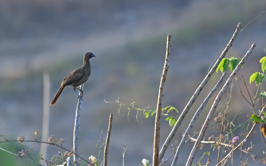 黄眉小冠雉(Ortalis superciliaris)