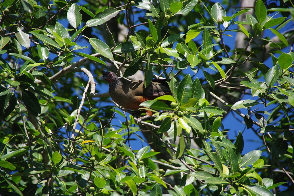 棕腹小冠雉(Ortalis wagleri)