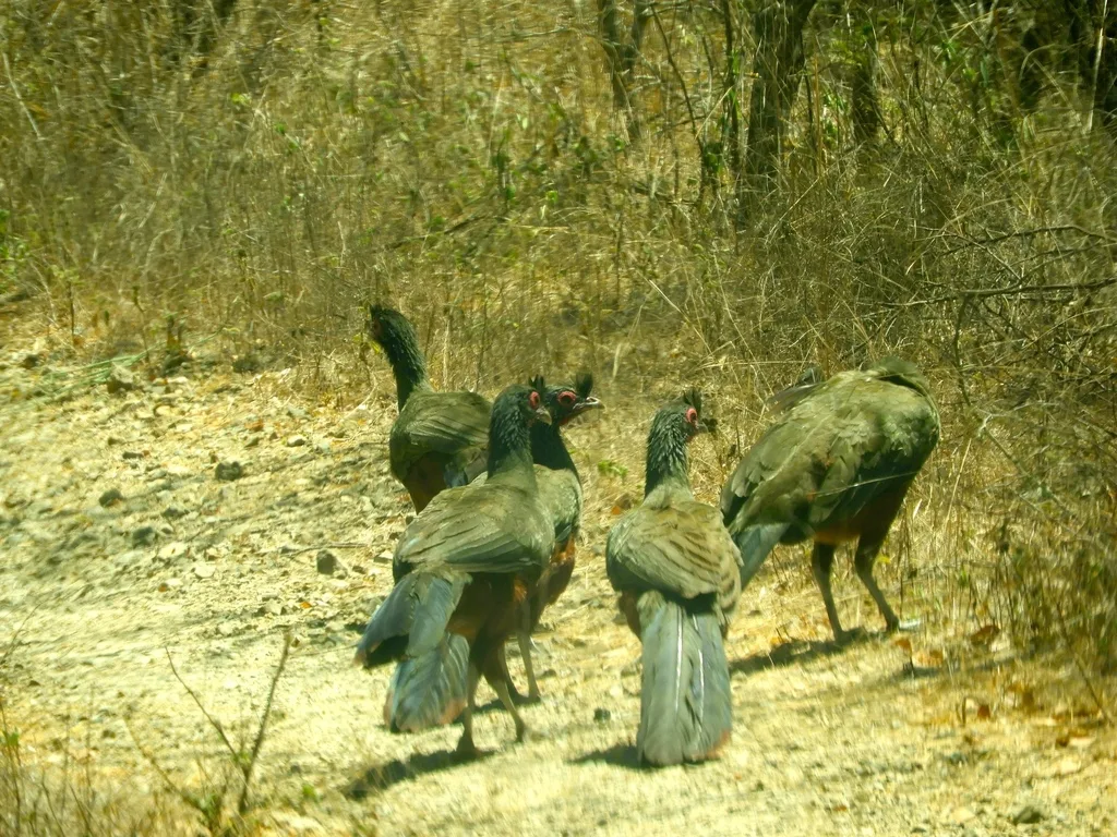 棕腹小冠雉(Ortalis wagleri)