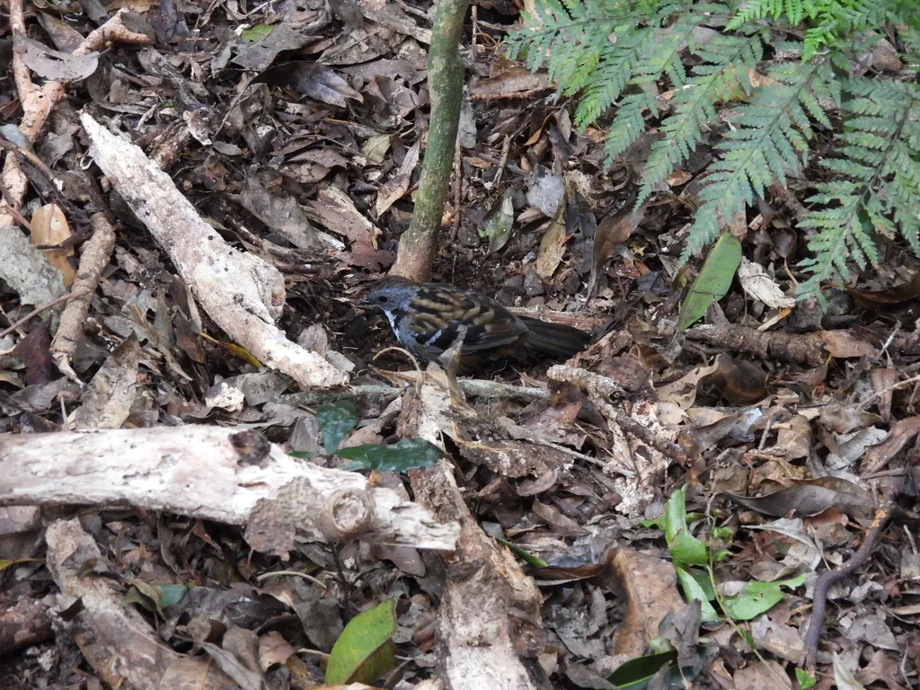 刺尾鸫(Orthonyx temminckii)