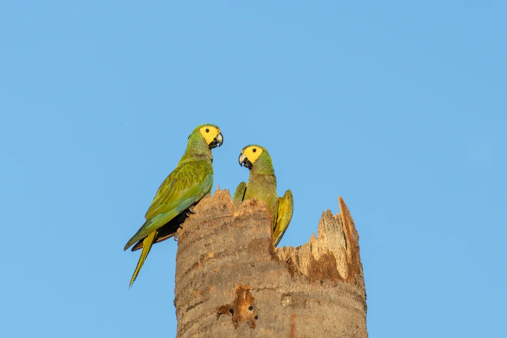 红腹金刚鹦鹉(Orthopsittaca manilatus)