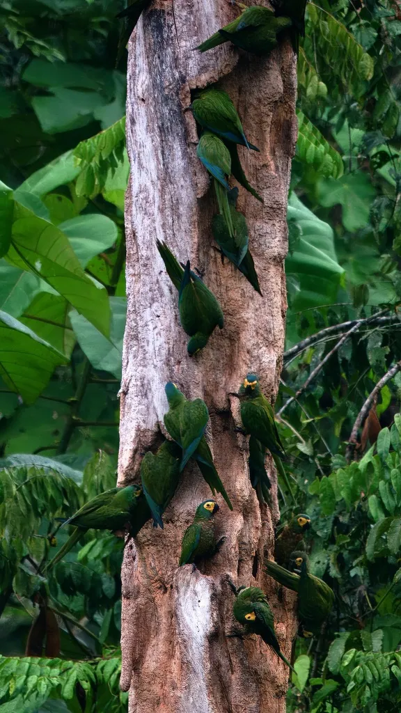 红腹金刚鹦鹉(Orthopsittaca manilatus)