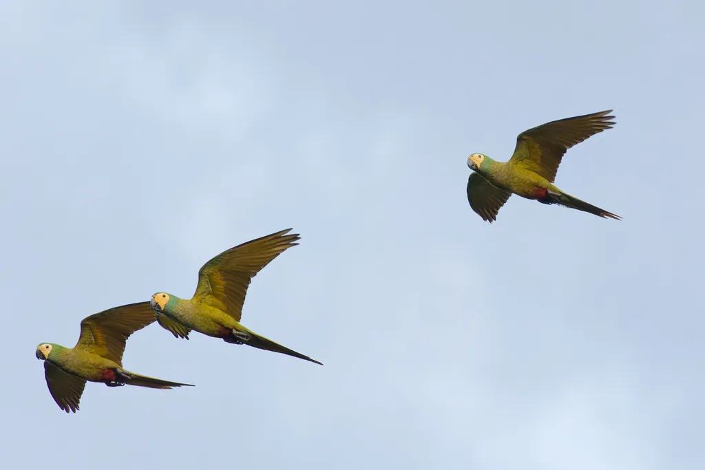 红腹金刚鹦鹉(Orthopsittaca manilatus)