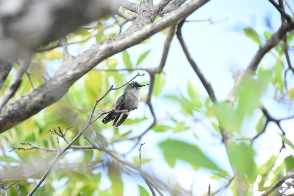 凤头蜂鸟(Orthorhyncus cristatus)