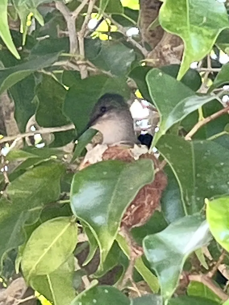 凤头蜂鸟(Orthorhyncus cristatus)