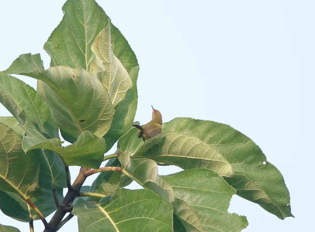 黑喉缝叶莺(Orthotomus atrogularis)