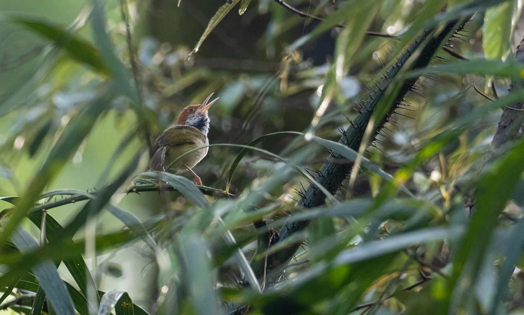 菲律宾缝叶莺(Orthotomus castaneiceps)