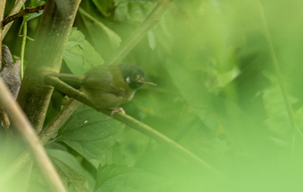 白耳缝叶莺（Orthotomus cinereiceps）